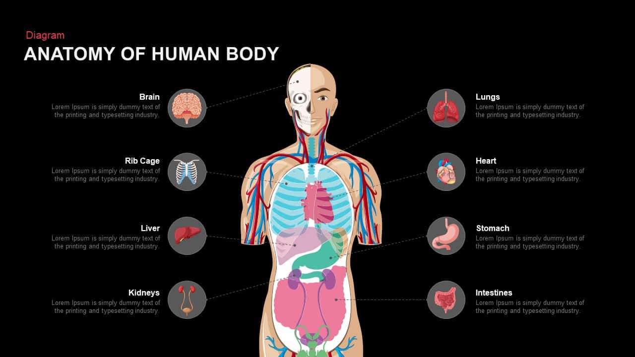 anatomy of the human body PowerPoint template and keynote