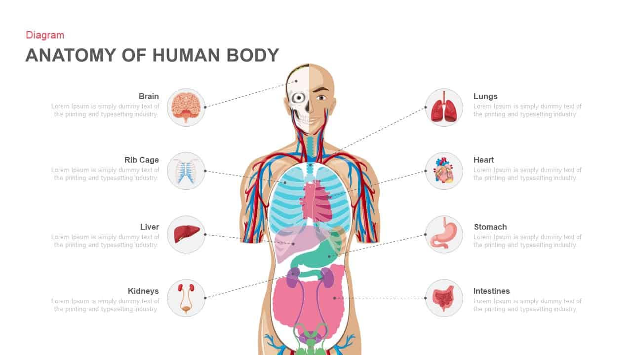 Anatomy Of Human Body PowerPoint template